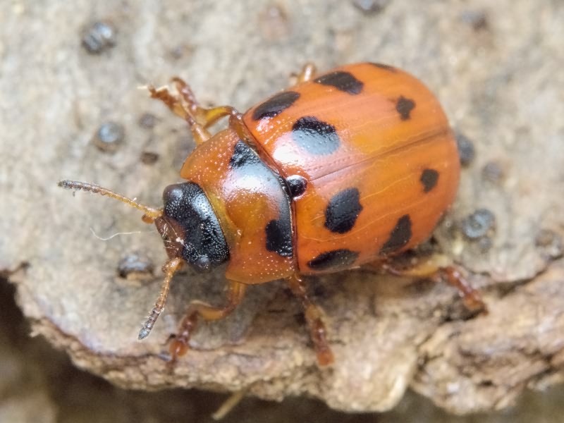 Gonioctena decemnotata (Marsham, 1802)